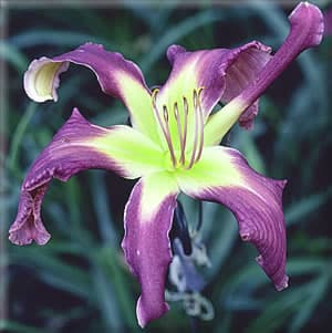 Ledgewoods Frequent Flyer daylily