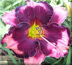 Ledgewoods Havana Nights daylily