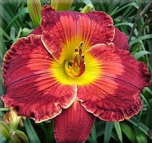 Ledgewoods His Eminence daylily