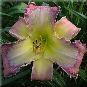 Ledgewoods Jungle Music daylily