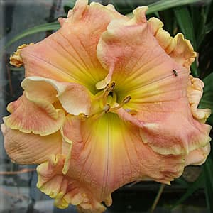 Ledgewoods Wings Of A Dove daylily