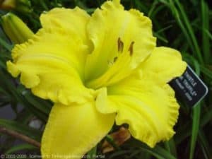Lemon Electra daylily