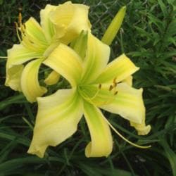 Let loose daylily