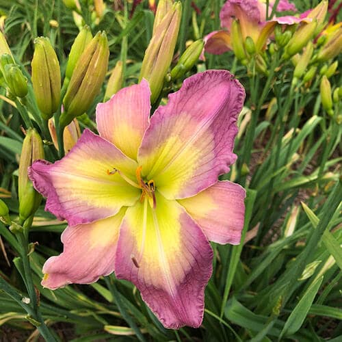 Life Goes On daylily