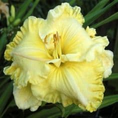 Life Is Good daylily