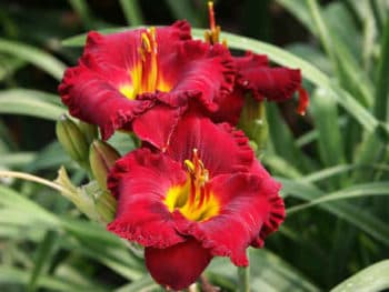 Lil Red Wagon daylily
