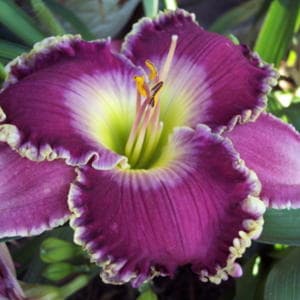 Linda Beck daylily