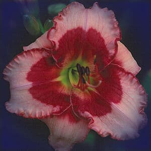 Little Red Dragon daylily