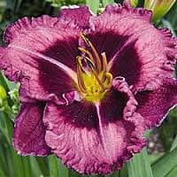 Macbeth daylily
