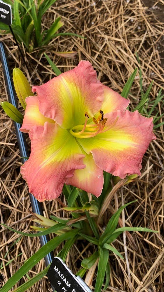 Madam Secretary daylily