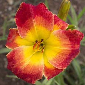 Magic Carpet Ride daylily