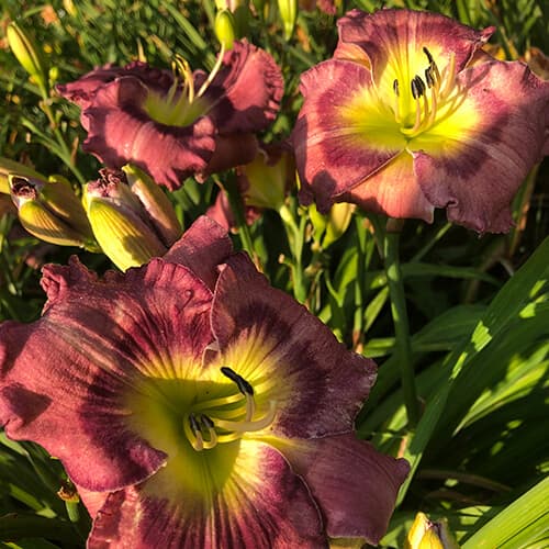 Magic Combination daylily