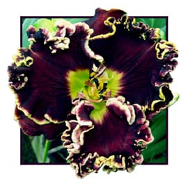 Magicians Magic daylily