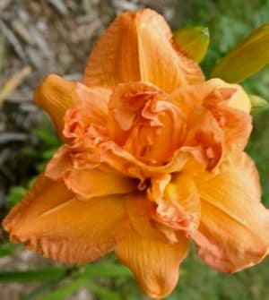 Making A Splash daylily