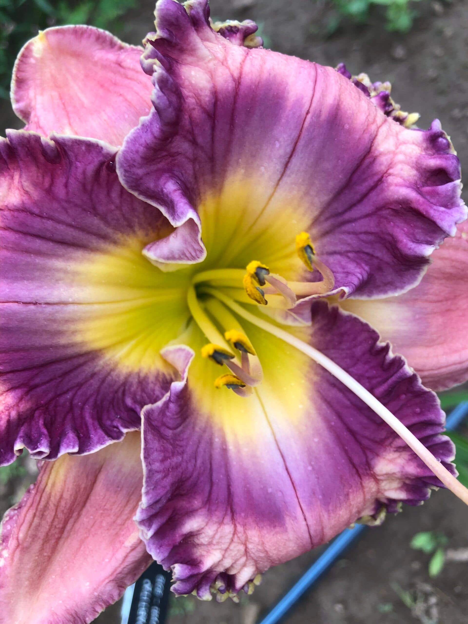 Making Magic daylily