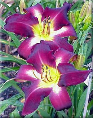 Making The Grade daylily