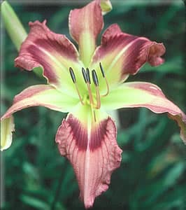 Malicious Rumors daylily