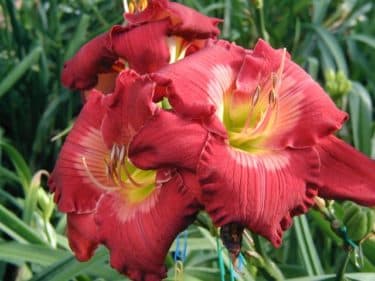 Man Of Sorrows daylily