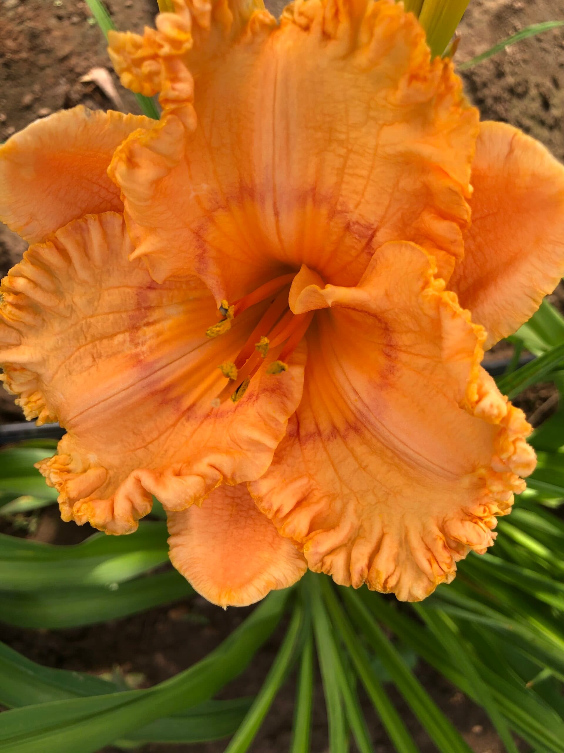 Mandolin daylily