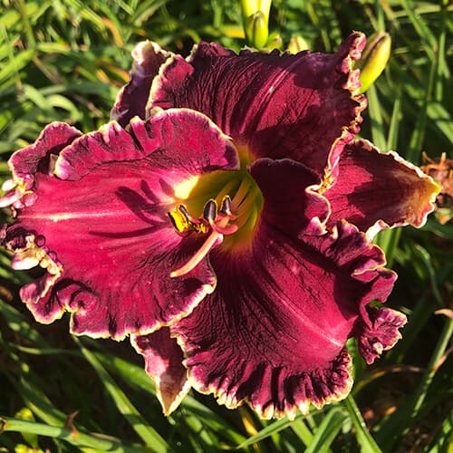Marietta Heartbeat daylily