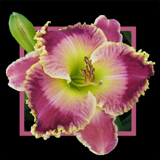 Mazie Farr daylily
