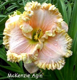 McKenzie Agin daylily