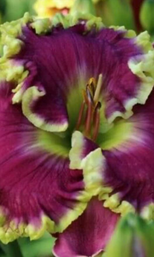 Mean Joe Green daylily