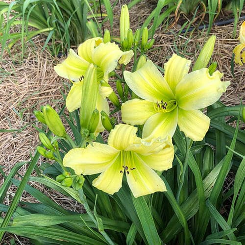 Meme's Lovin' The Limelight daylily