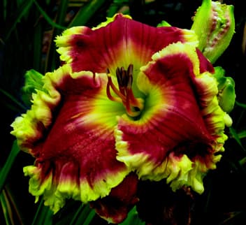 Merlot daylily