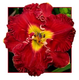 Mesmerizer daylily