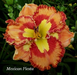 Mexican Fiesta daylily