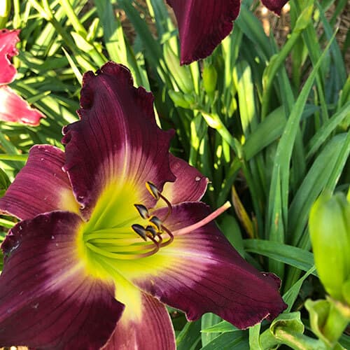 Midnight Confession daylily