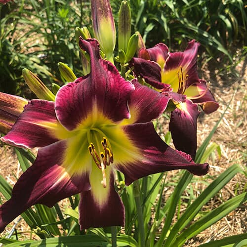 Mighty In Battle daylily
