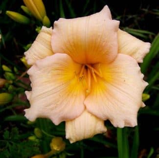 Mini Pearl daylily