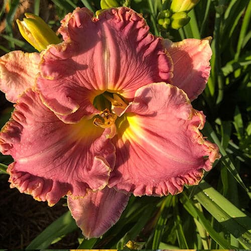 Miss Marie daylily