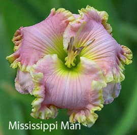 Mississippi Man daylily