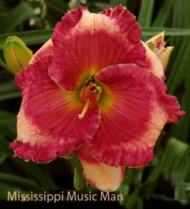 Mississippi Music Man daylily