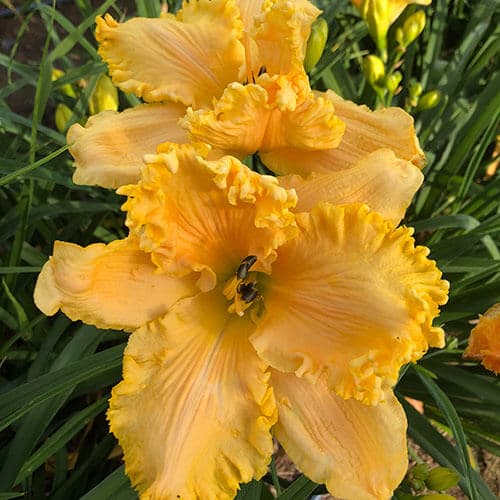 Mister Clean daylily