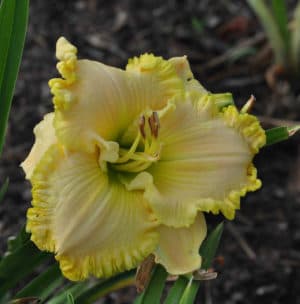 Moment In The Sun daylily