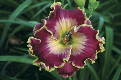 Moonlight Sail daylily