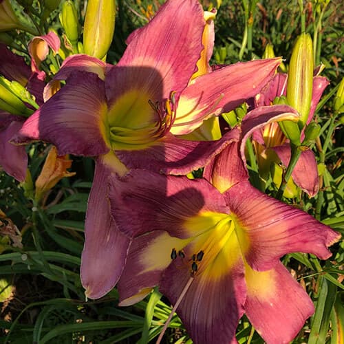 Morning Seabreeze daylily
