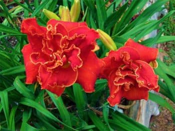 Moses Fire daylily