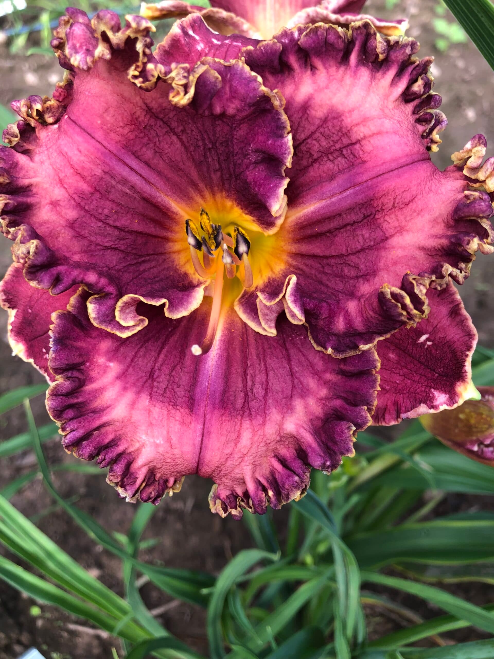 Musicality daylily