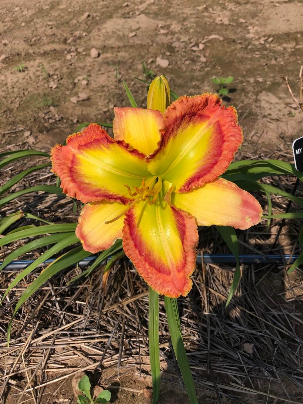 My Favorite Martian daylily