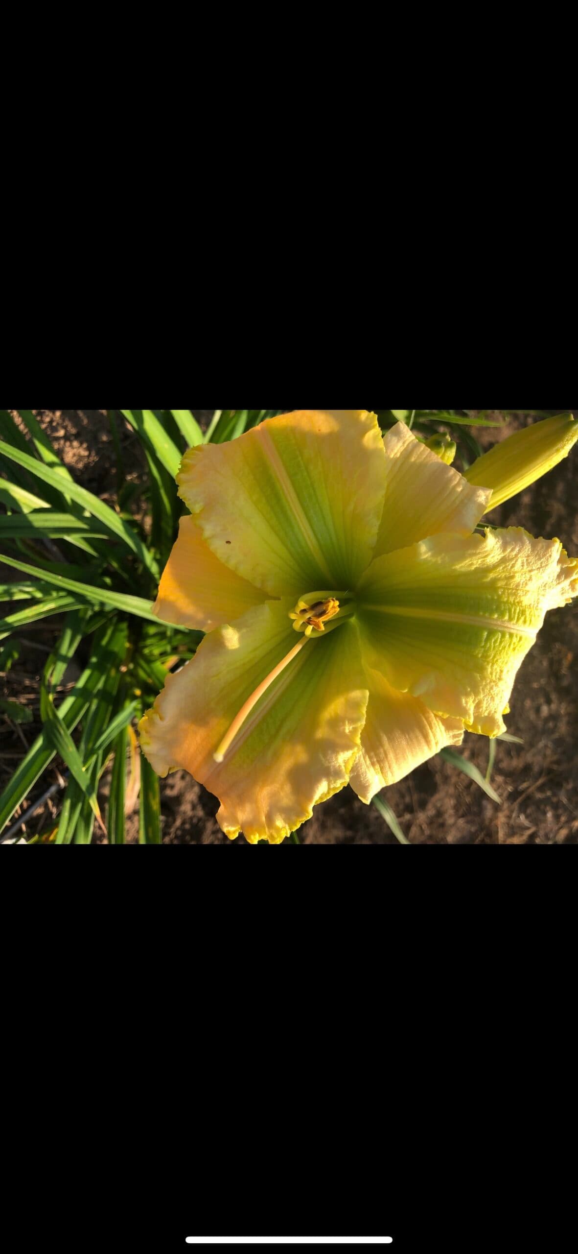 My Magical Moment daylily