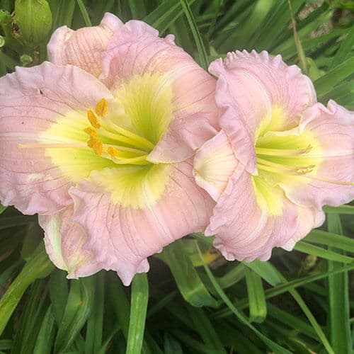 My Niche daylily
