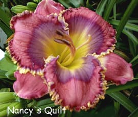 Nancys Quilt daylily