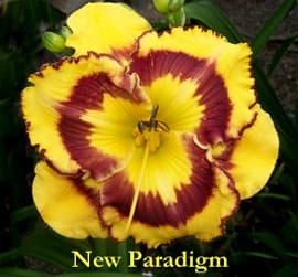 New Paradigm daylily