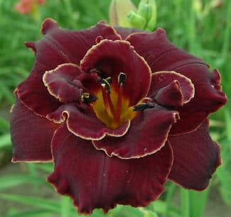 Night Embers daylily