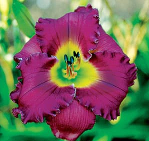 Night Rhythms daylily